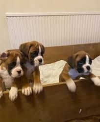 Regalo 🐾 Boxer – Cuccioli in regalo, adozione gratuita