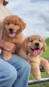 Regalo 🐾 Golden Retriever – Cuccioli in regalo, adozione gratuita