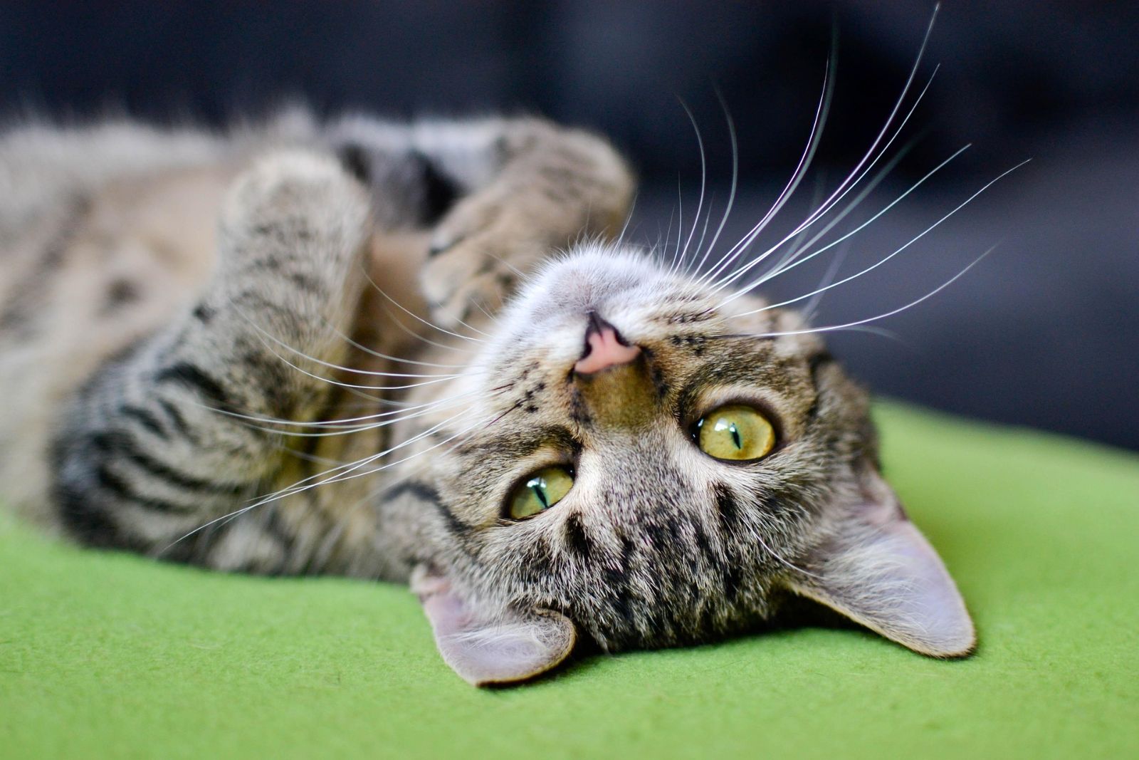 Esempio · Gatto tigrato trovato a Cuneo