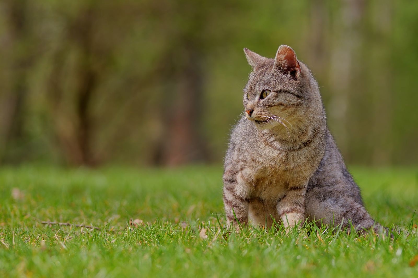 Esempio · Gatto tigrato trovato a Cuneo 2