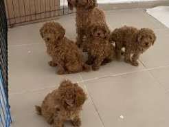 Regalo 🐾 Barboncino Toy – Cuccioli in regalo e adozione gratuita