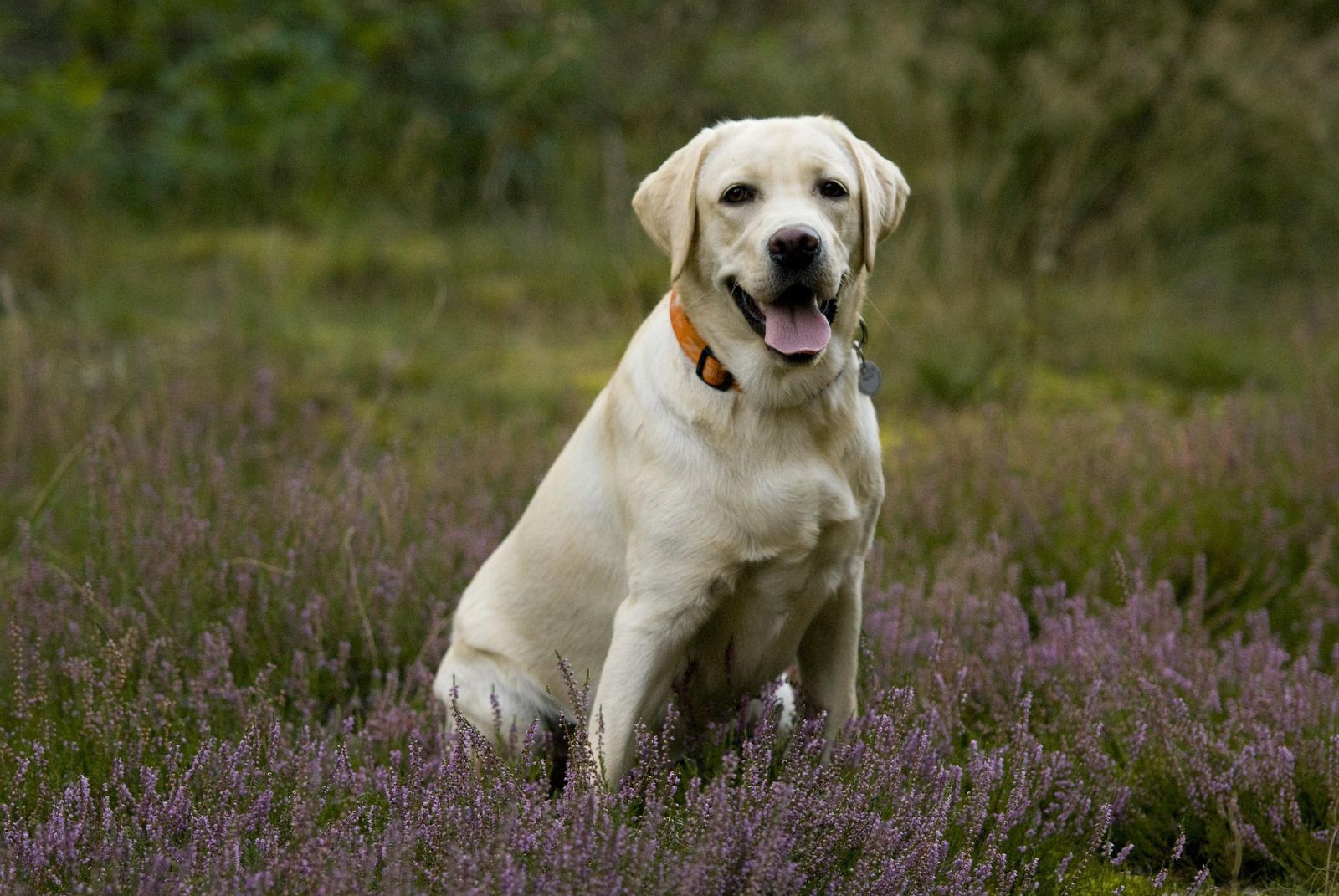 Esempio · Nala cerca casa